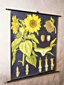 Sonnenblumen Poster bild alt vintage industrial